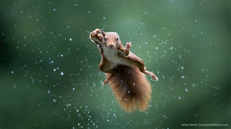 The Winners Of The Comedy Wildlife Photography Awards 2022 Are Hilarious Iflscience