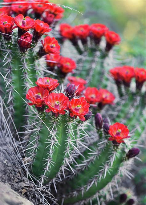 Endangered Arizona Hedgehog Cactus Photograph By Osha Davidson Pixels