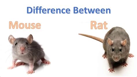 Rat Vs Mice Control Your Pest