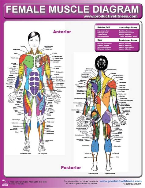 Female Muscle Diagram Great Info Muscle Diagram Fitness Motivation