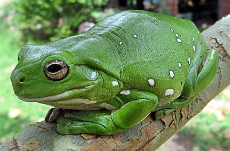Green Tree Frog The Animal Facts Habitat Diet Appearance