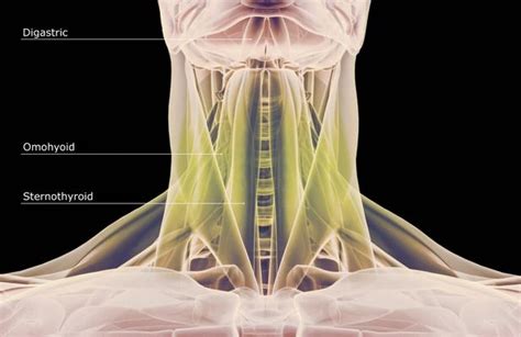 The sternum or breastbone sits in the center of the ribcage. Human anatomy showing deep muscles in the neck and upper ...