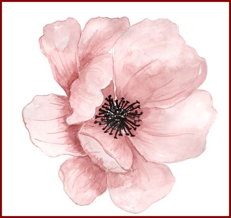 Peony Clipart Watercolor Peony Watercolor Transparent Free For