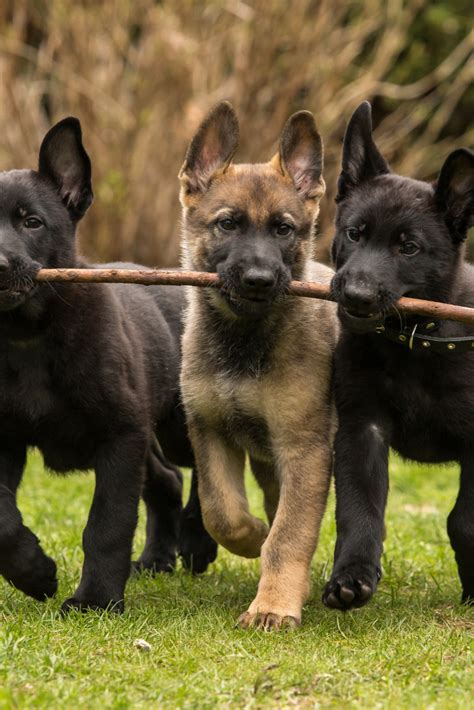 Three Working Line German Shepherd Puppies Brings One Stick