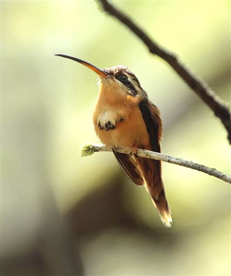 Foto Rabo Branco Rubro Phaethornis Ruber Por Anselmo D`affonseca