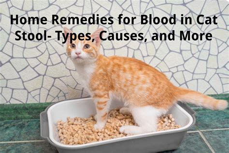 Home Remedies For Blood In Cat Stool Types Causes And More
