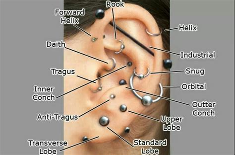 Piercing Names Types Of Ear Piercings Cool Ear Piercings Piercings