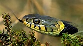 Schlangen: Schlangenarten in Deutschland - Reptilien und Amphibien ...