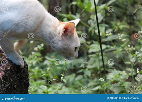 Chasing Cat Stock Photo Image Of Plant Flower Jungle 230500180