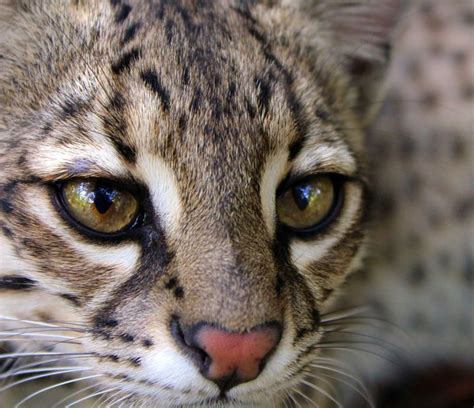 beowulf geoffroy s cat genus leopardus wild cats sand cat cats