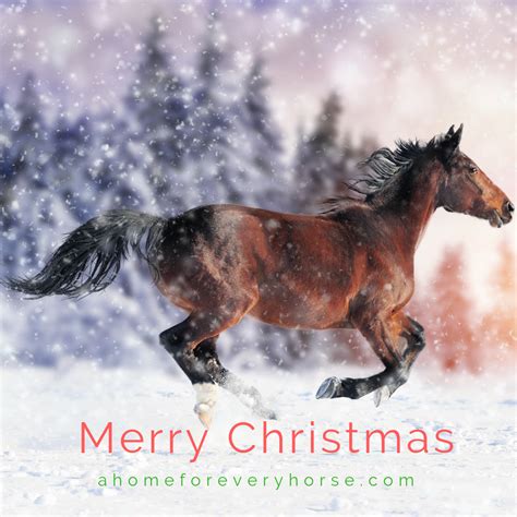 Merry Christmas Horse Rescuehorse Horsequotes Inspirational