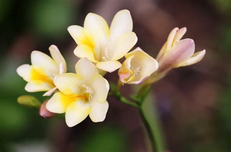 Freesia Flower Meaning Spiritual Symbolism And More