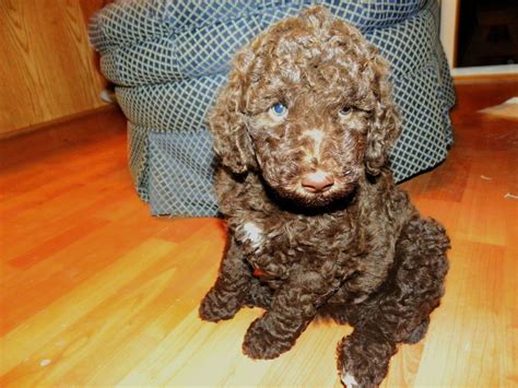Mini poodle health & feeding. Small Standard Poodle Puppies- Mini Aussiedoodles and ...