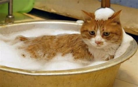 Another Great Collection Of Cats In The Tub