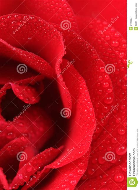 Beautiful Red Rose With Water Drops Macro Stock Image Image Of Date