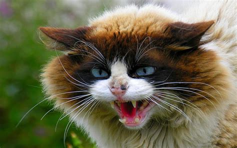 Very Angry Cat Wallpaper Animals Wallpaper Better