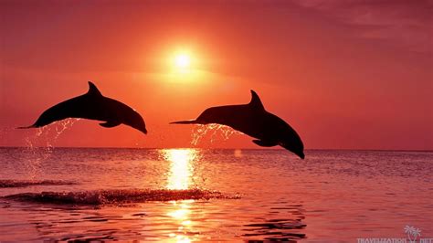 Sunset Wallpaper With Dolphins 2 Background Dolphins Dolphin Photos