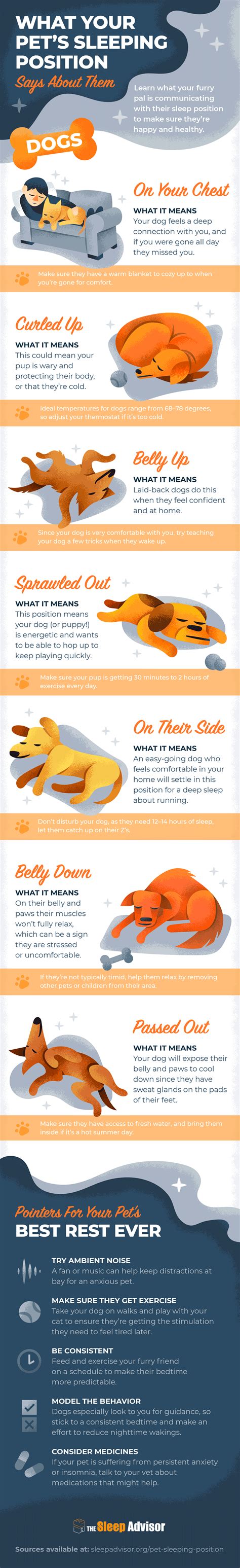 Did you ever watch your dog sleeping peacefully and breathing deeply, only to see his breath start to quicken and become almost a pant? Dog sleep position reveals your dog's personality, sleep ability