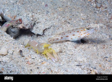 Yellow Prawn Goby Cryptocentrus Cinctus Hi Res Stock Photography And