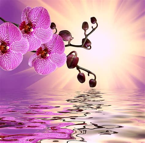 Pink Orchids Reflection Water Sunshine Orchids Hd Wallpaper Peakpx