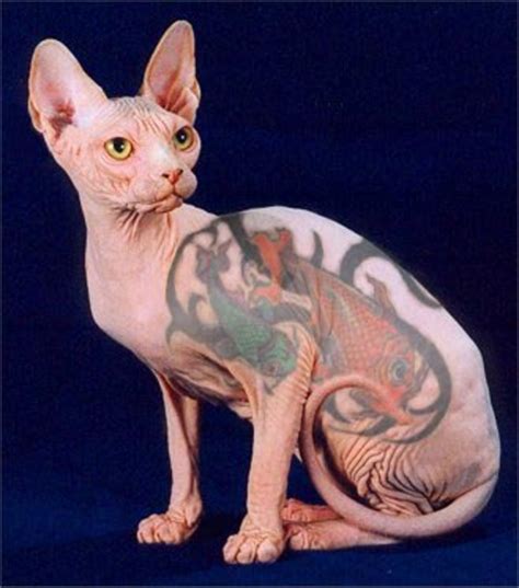 Hairless Cat With Tattoos