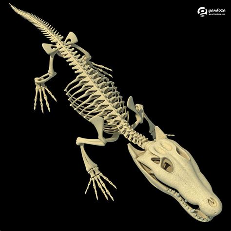 Structure Of Skeletons