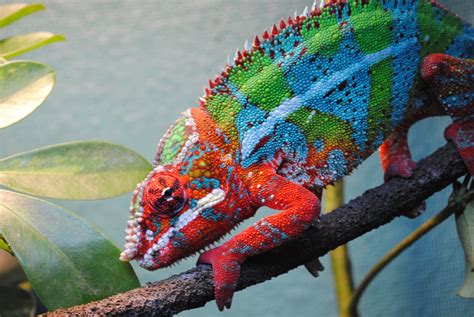 How To Take Care Of Panther Chameleon Mypetcarejoy