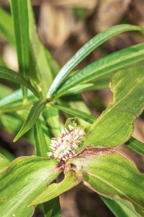 A Wandering Tradescantia Zebrina Flower Plant Growing Uganda Africa