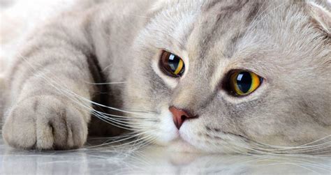 5 Things To Know About Scottish Folds Petful