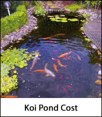 Check out our koi pond selection for the very best in unique or custom, handmade pieces from our art & collectibles shops. Garden or Koi Pond Installation Prices 2020: How Much ...