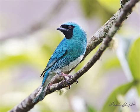 Male Swallow Tanager Tersina Viridis The Swallow Tanager Flickr