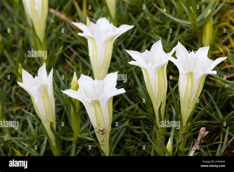 White Trumpet Flowers Of The Late Autumn Flowering Alpine Gentiana