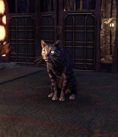 Sheogorath Cat Elder Scrolls Fandom Powered By Wikia