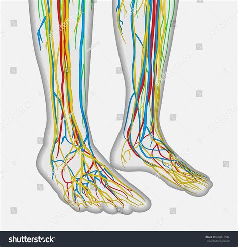 Medically Accurate Anatomy Illustration Human Feet เวกเตอร์สต็อก ปลอด
