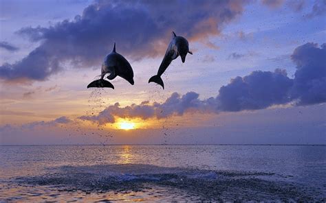 Two Gray Dolphins Nature Hd Wallpaper Wallpaper Flare