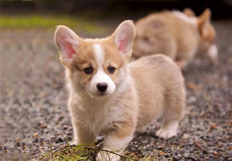 These corgi puppies were historically used as herding dogs mostly for cattle. Cheap Corgi Puppies For Sale Near Me | PETSIDI