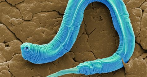 An Eyeless Worm Has Upended Scientific Understanding Of Color