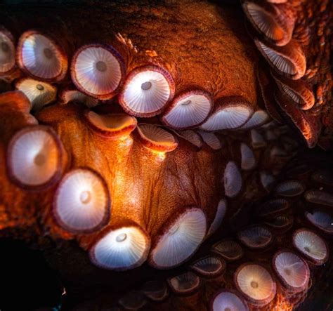 Heres Everything You Want To Know About Octopus Suckers Octonation