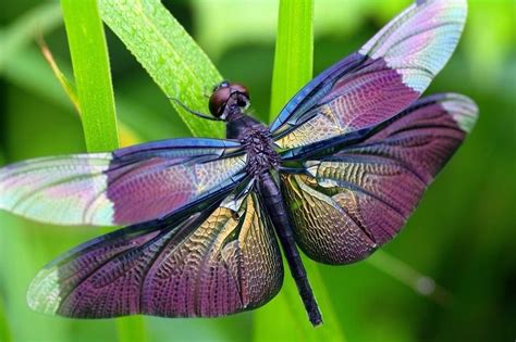 Pretty Purple Dragonfly Insects Beautiful Butterflies