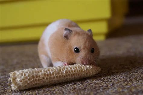 Hamster Facts For Kids Hamster Diet Behavior Lifespan And Habitat