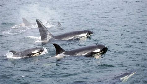 5 Reasons Why Seaworlds Orca Breeding Program Is Seriously Bad News Sea World Orca Bad News
