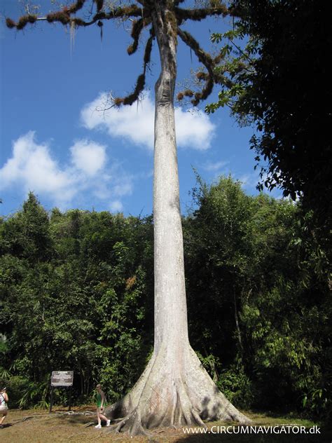 Ceiba The Holy Tree Of Life And Guatemalas National Tree