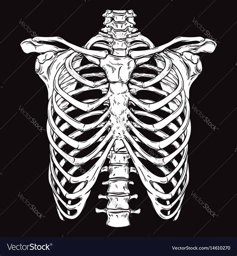 Linocuts Human Anatomy Art Rib Cage Drawing Skeleton Drawings The
