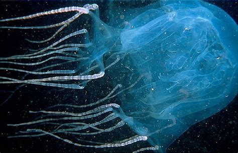 Of The 2000 Species Of Jellyfish Known To Science Only 10 15 Are