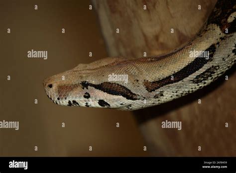 Dunkler Tigerpython Burmese Python Python Molurus Bivittatus Stock
