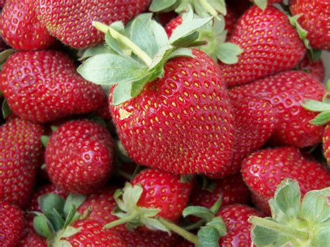 Rachael Raves Fresh Picked Strawberries