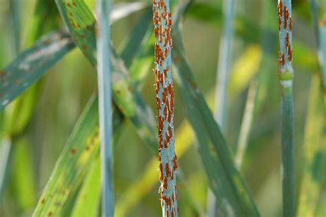 Can Einkorn Save Us From Stem Rust