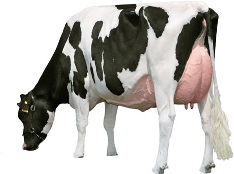 Cow Png