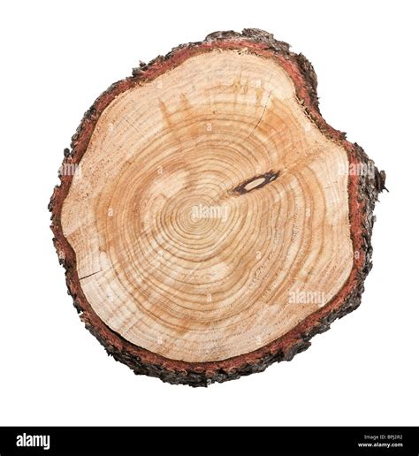 Top View Of A Tree Stump Isolated On White Background Stock Photo Alamy
