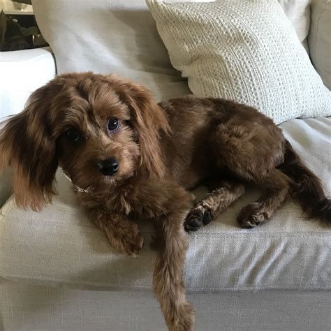 Cockapoo puppies for sale ready springtime 2021. Cavapoo Puppies For Sale | Peoria, AZ #315740 | Petzlover